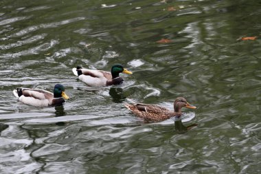 Ördekler parkta bir gölde yüzerler.