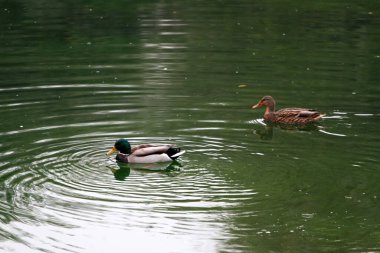Ördekler parkta bir gölde yüzerler.