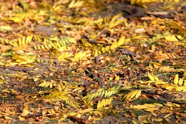 Yellow Leaves Ground Sun — Stock Photo, Image