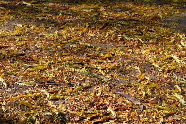 Yellow Leaves Ground Sun — Stock Photo, Image