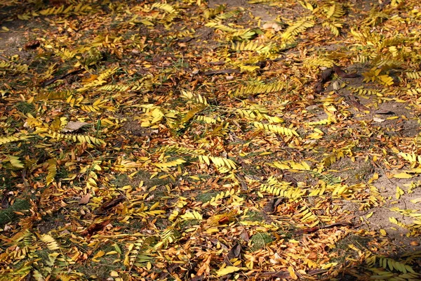 Yellow Leaves Ground Sun — Stock Photo, Image