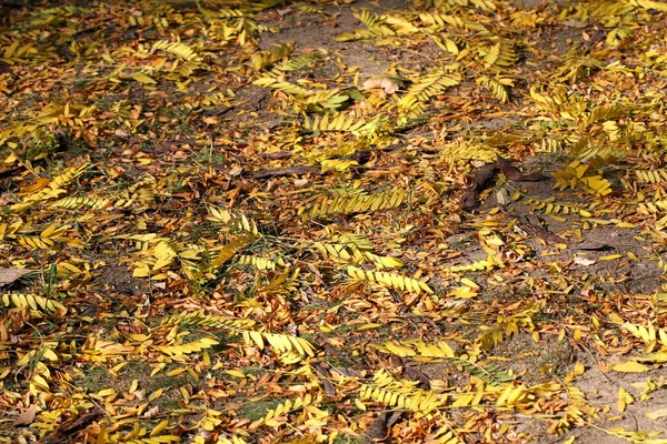 太陽の下の地面に黄色の葉が — ストック写真