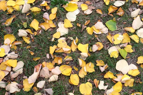 Yellow Leaves Green Grass — Stock Photo, Image