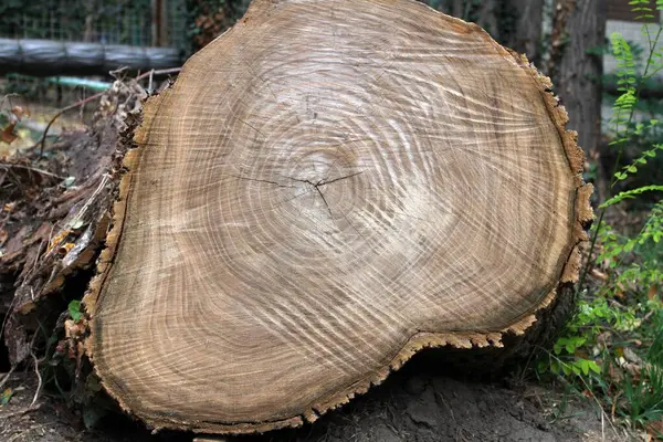 Högg Ner Ett Träd Närbild Kofferten — Stockfoto