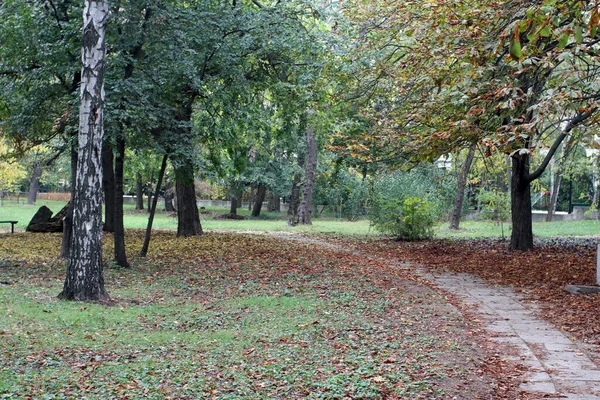 Autumn Park Yellow Green — Stock Photo, Image