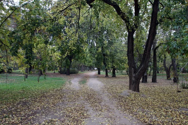 Sonbahar Parkında Yollar — Stok fotoğraf