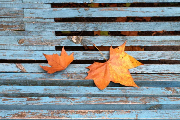 Leaves Wooden Bench — Stock Photo, Image