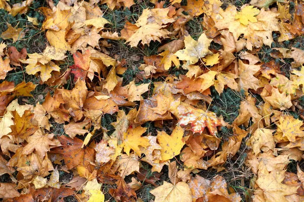 Yellow Leaves Ground — Stock Photo, Image