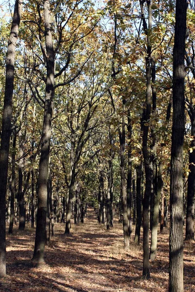 가을철에는 상수리나무가 줄지어 — 스톡 사진