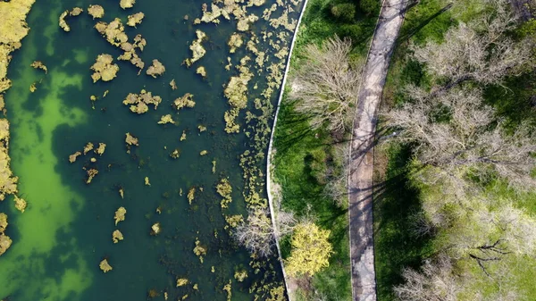 paths in the park near the water, filmed from a drone