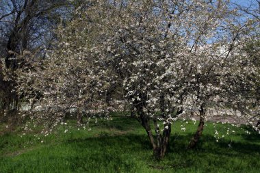 Parkta çiçek açan ağaçlar