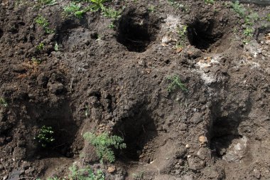 Bitki dikmek için toprağın altında delikler