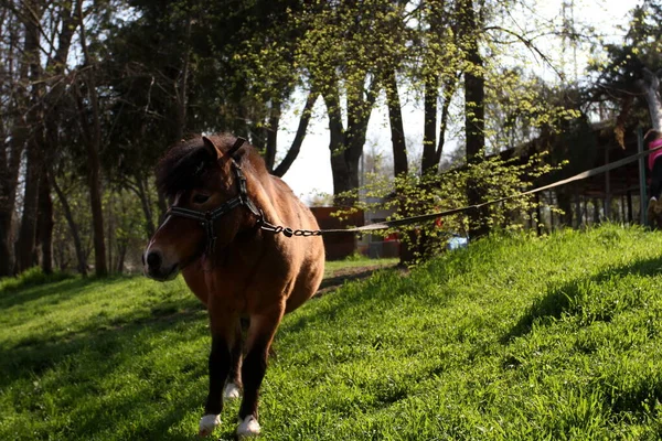 Cheval Mange Herbe Par Une Journée Ensoleillée Dans Parc — Photo