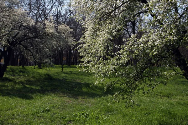 Blühende Bäume Park — Stockfoto