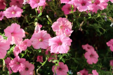 Bahçedeki pembe çiçekler