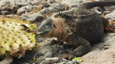 Galapagos Land Iguana Kaktüs Yiyor. Düşük Açı