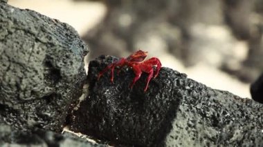 Sally Lightfoot Yengeç Galapagos 'ta Lav Kayalarının Üzerinde Yürüyor. Yakın çekim, takip çekimi