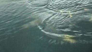 Deniz Kaplumbağası yüzeye yakın yüzüyor Galapagos 'taki Kara Kaplumbağa Koyu' nda hava tutuyor. Görüntüyü Takip Et