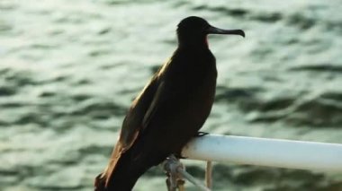 Galapagos 'taki tekne korkuluklarında dinlenen fregat kuşu. Görüntüyü Takip Et