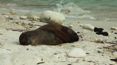 Genç Galapagos Deniz Aslanı Galapagos Adaları 'ndaki kumsalda yatıyor. Düşük Açı