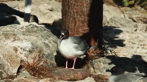 Engolir Gaivotas Caudas Perto Pedras Nas Ilhas Galápagos — Vídeo de Stock