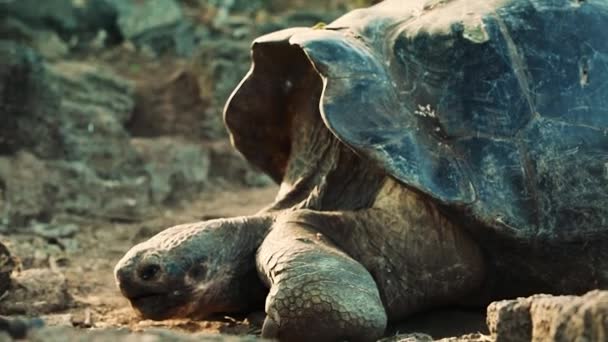 Giant Galapagos Turtle Yawning Zoom Lento Para Fora — Vídeo de Stock