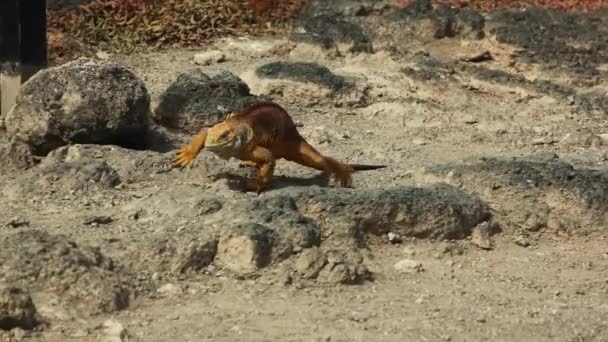 Galapágy Land Iguana Walking Ground South Plaza Island Sledovat Snímek — Stock video