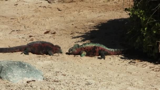 Vänd Dig Bort Mellan Två Land Iguanas Galapagos — Stockvideo