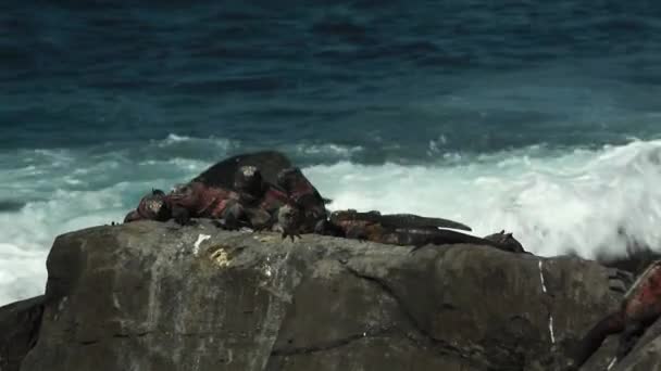 Grupa Marine Iguany Siedzi Skale Falami Rozbijają Się Nimi Galapagos — Wideo stockowe