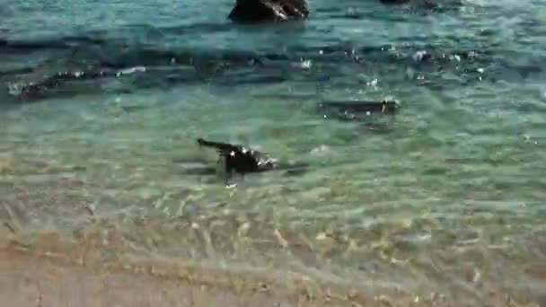 Galapagos Espiègles Phoques Nageant Près Plage — Video