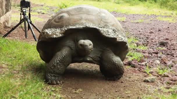 Tartaruga Gigante Delle Galapagos Che Cammina Terra — Video Stock