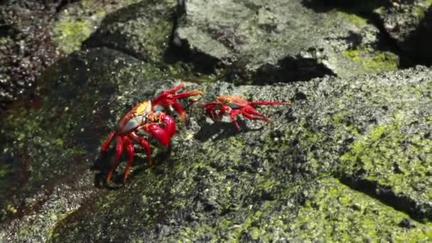 Dois Caranguejos Sally Lightfoot Parecendo Brincalhão Rochas Nas Galápagos Seguir — Vídeo de Stock