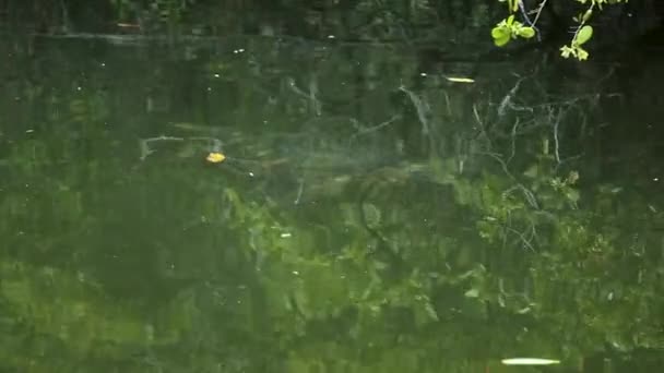 Galapagos Taki Kara Kaplumbağa Koyu Nda Yavaşça Yüzen Deniz Kaplumbağası — Stok video