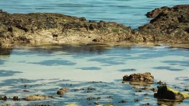 Iguana Marine Nageant Travers Les Rochers Dans Les Galapagos Suivre — Video