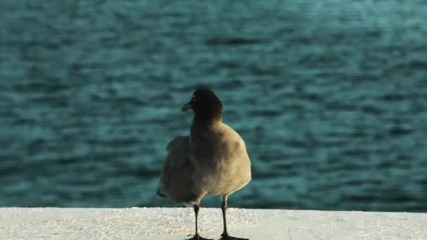 Połknąć Mewę Preening Pióra Łodzi Tle Oceanu Strzałem — Wideo stockowe