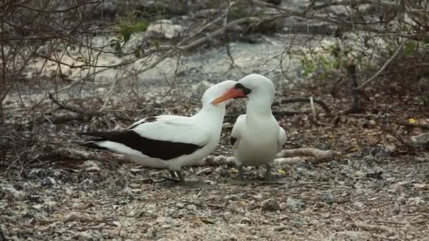 Bir Çift Galapagos Nazca Nın Memeleri Birbirine Güzelleşiyor — Stok video