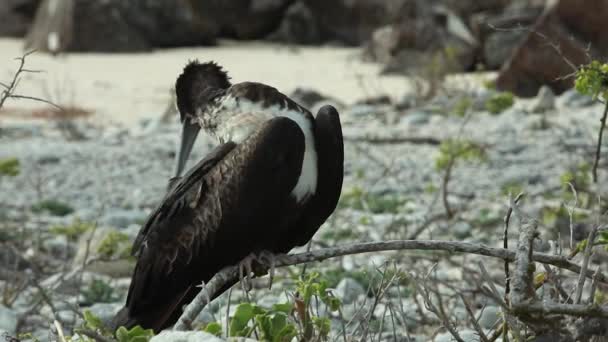 Joven Pájaro Frágil Encaramado Rama Preening Plumas Isla Genovesa Ángulo — Vídeos de Stock