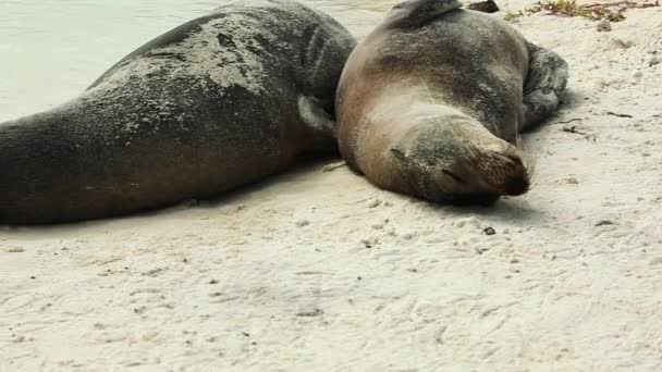 Galapagos งโตทะเลนอนหล บในทรายนอนบนชายหาดบนเกาะกาลาปากอส — วีดีโอสต็อก