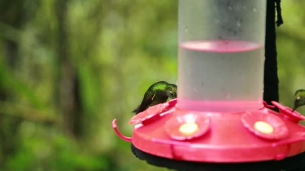 Vista Dei Colibrì Verdi Che Bevono Acqua Nettare Zucchero Dall — Video Stock