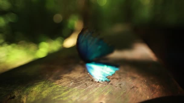 森の中でボード上の負傷ブルーモルフォ蝶の休憩のラックフォーカスビュー 低角度 — ストック動画