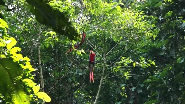 Pair Scarlet Macaws Perched Branch Rainforest Low Angle — Stock Video