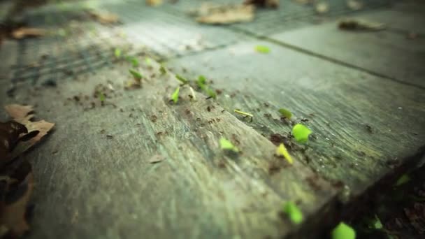 Leafcutter Ants Walking Wooden Boardwalk Jungle Close Follow Shot — Stock Video