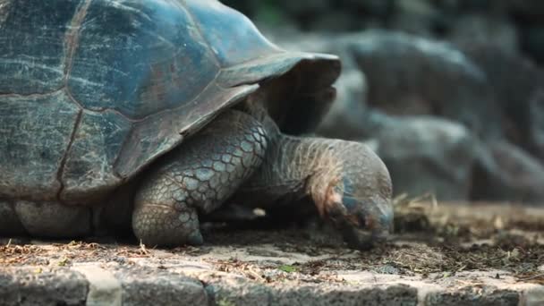 Tortuga Galápagos Alimentándose Vegetación Suelta Ángulo Bajo Tiro Seguimiento — Vídeo de stock