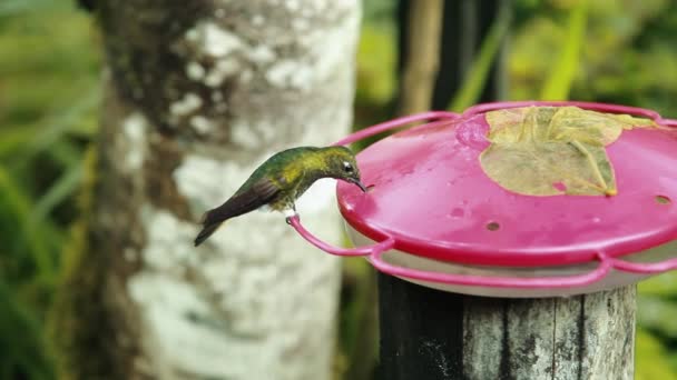 Hummingbird Verde Che Beve Acqua Zuccherata Dall Alimentatore Primo Piano — Video Stock