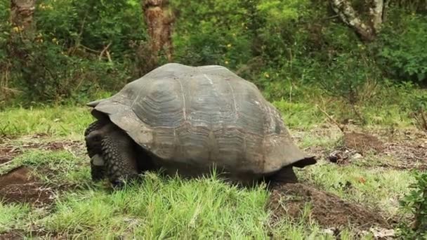 Galapágy Želva Skrývající Hlavu Lastuře — Stock video