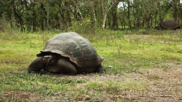 View Of Galapagos Tortoise Relaxing On Grass Field — Stock Footage View Galapagos Tortoise Relaxing Grass Field Royalty Free Stock Footage