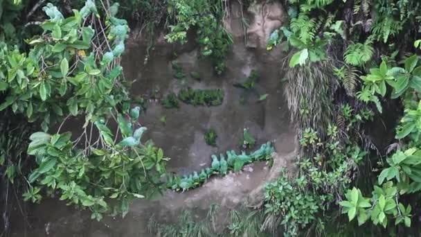 Duża Grupa Zielonych Macaws Clay Lick Obok Riverbank — Wideo stockowe