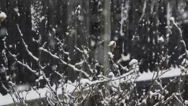 フェンスの横にあるガーデンローズバズ工場での大雪 ロックオフ — ストック動画