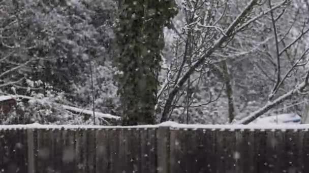 Neve Caindo Jardim Traseiro Longo Cerca Ramos Árvore Bloqueado — Vídeo de Stock