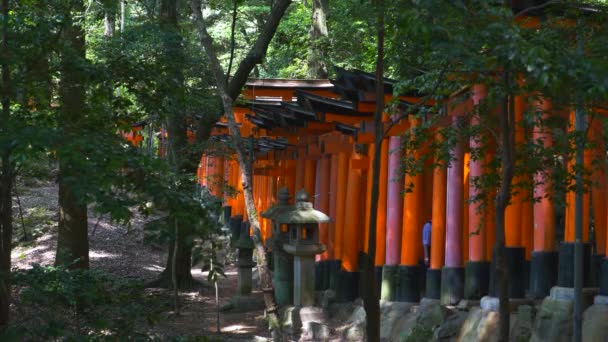 Blick Auf Die Linie Der Roten Torii Tore Bei Fushimi — Stockvideo